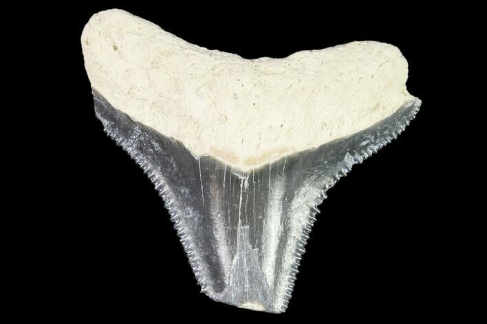 Bargain, Fossil Megalodon Tooth - Florida #108379